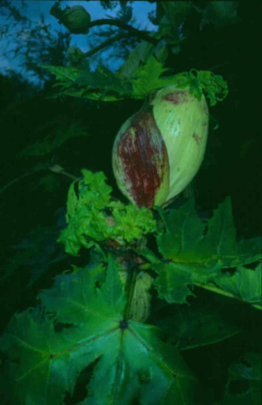 angelica